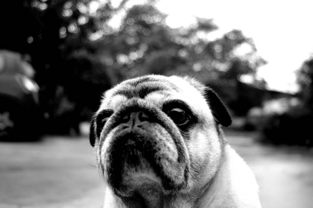 istock Portrait of a nice pug dog. 1219939639