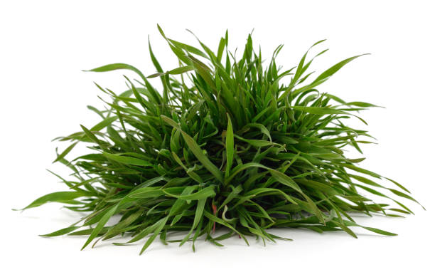 istock Bunch of green grass. 1219940344