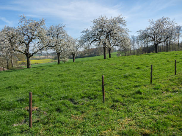 istock spring time in the german muensterland 1219940355