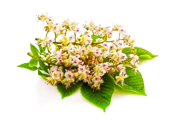 istock Chestnut flower with leaves. 1219940678