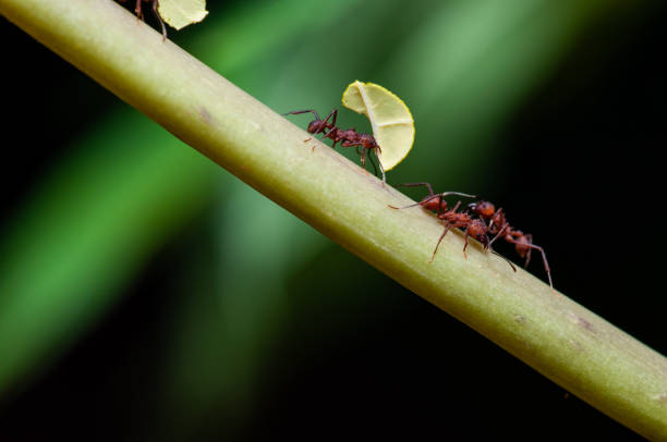 macro shot