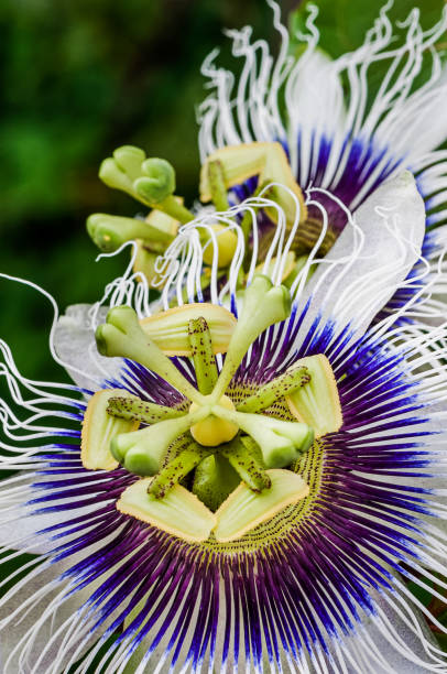 istock Passion Fruit's flower macrophotographt with selective focus 1219941482