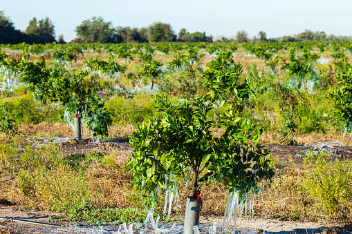 Citrus Farmers use water sprinklers to save their Orange Trees from freezing temperatures - it really works