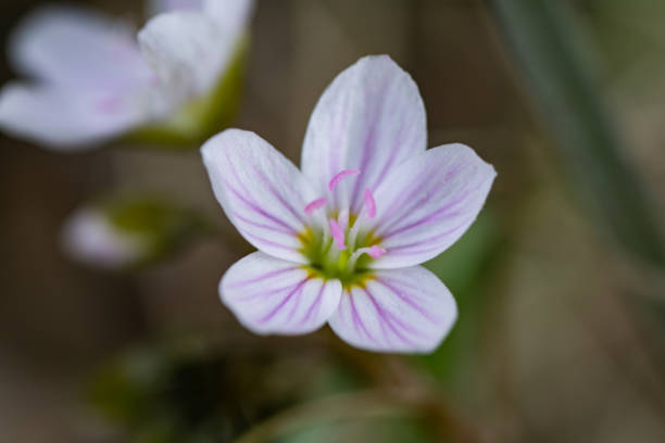 istock Spring Beauty Flowers in Bloom in Springtime 1219942799