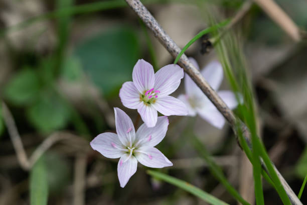 istock Spring Beauty Flowers in Bloom in Springtime 1219942803