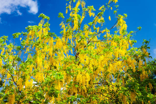 Golden raintree (Koelreuteria paniculata) in full bloom found in Belize stock photo