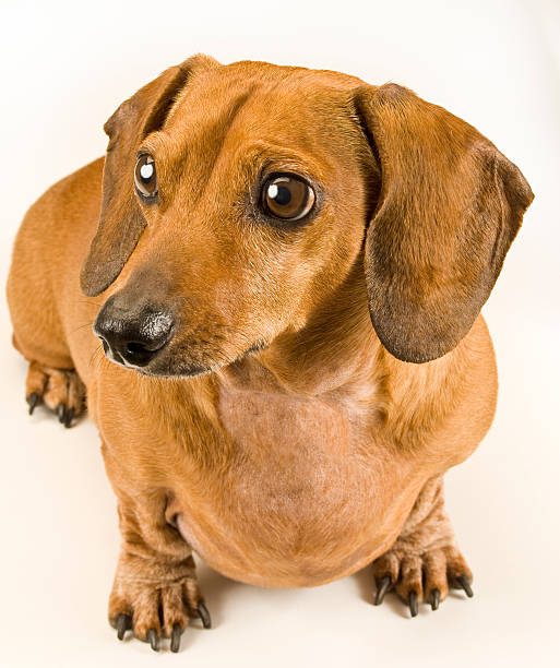 istock Cute Weiner Dog Puppy Staring Off Camera 121994323