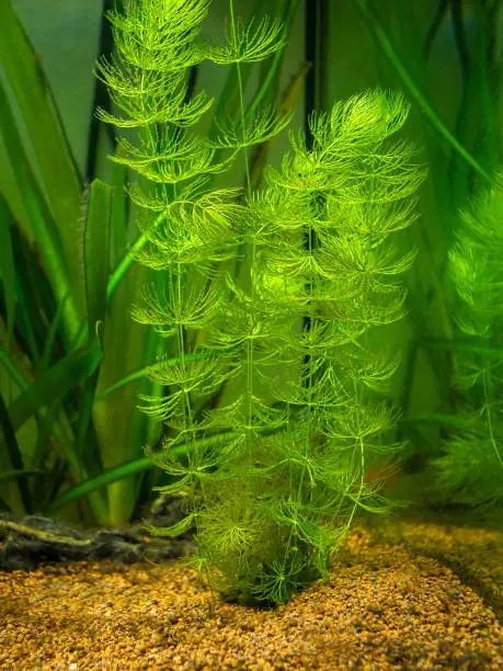 Hornwort plant (Ceratophyllum demersum) on a fish tank
