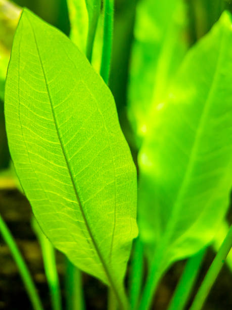Amazon sword plant (Echinodorus amazonicus) close up on a fish tank