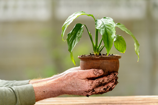 A pair of soiled hands holding newly potted plant.