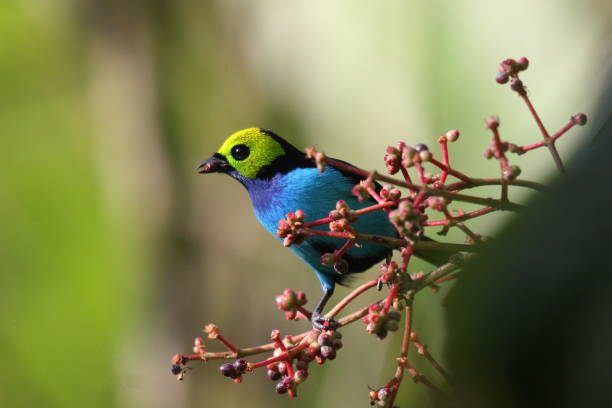 istock Paradise Tanager - Tangara chilensis 1219944239