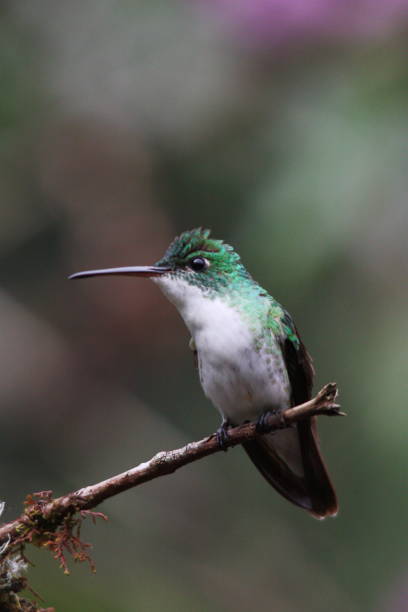 istock hummingbirds of ecuador 1219944763