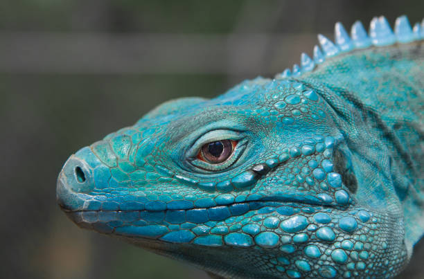 istock Blue Iguana In Grand Cayman 1219944857