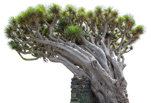 Dragon Tree, La Palma, Canary Islands