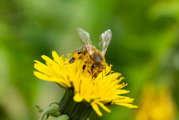istock Bee collects nectar from a yellow dandelion 1219945563