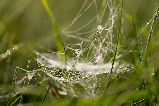 Sprigs of plants with spider webs with dew drops. Macro. The background is blurred.