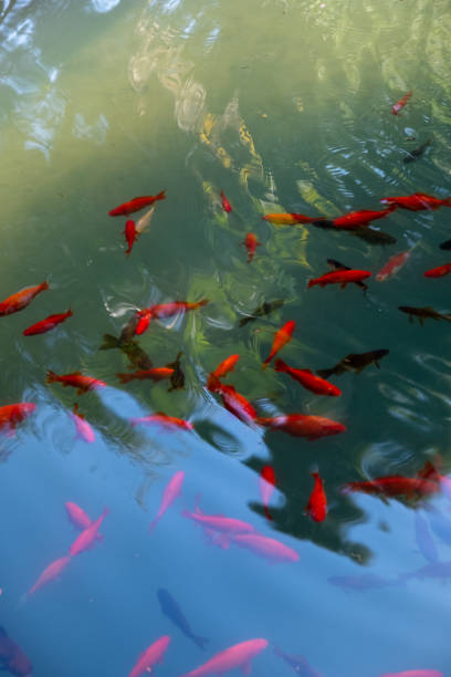istock Colorful fish in the pool. 1219947911