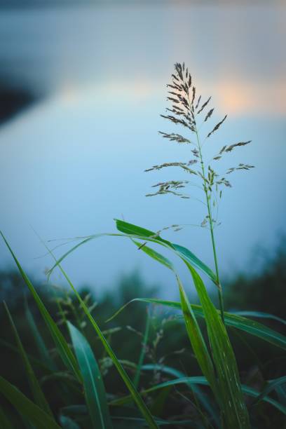 istock Long, green grass blades against summer evening sky. Peaceful, calm scene. 1219948039
