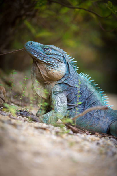 istock Blue Iguana In Grand Cayman 1219948042