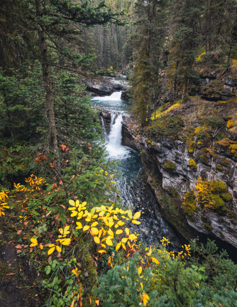 istock Johnston Canyon upper falls flowing in deep forest at Banff national park 1219950676