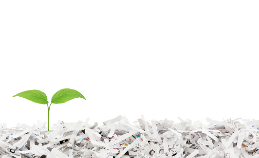 Shredded paper border with growing plant isolated on white - environmental concept