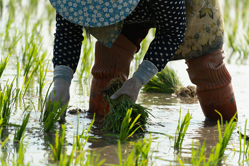 Traditional Method of Rice Planting.Rice farmers divide young rice plants and replant in flooded rice fields in south east asia.