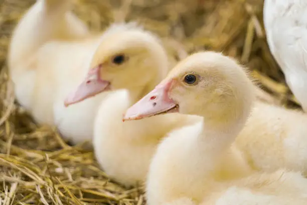 Photo of Cute duckies in their nest. Yellow ducklings on hay.Duck is numerous species in the waterfowl family.Tiny Baby Ducklings hatchling in agriculture farming