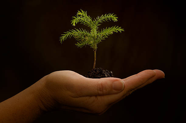 istock Baby Tree In Palm of Hand With Black Background 121995257