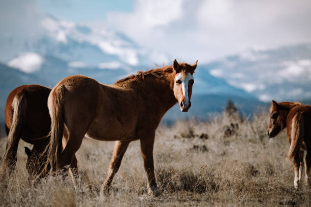 A group of wild looking horses grazes on grass, the Cascade mountain range visible behind them.