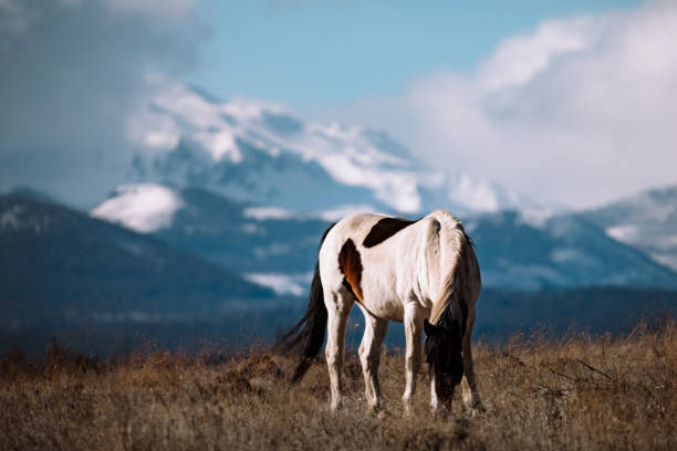 istock Horse Grazes In Wilderness Area In Eastern Oregon State 1219952717