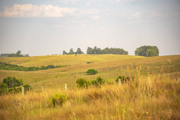 ländliche landschaft. die campos do sul do brasil kommen in der sogenannten "pampa - cowboy blue meadow horizontal stock-fotos und bilder