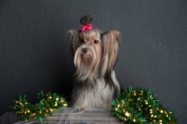 istock Young cute yorkshire terrier in studio on gray background 1219953379