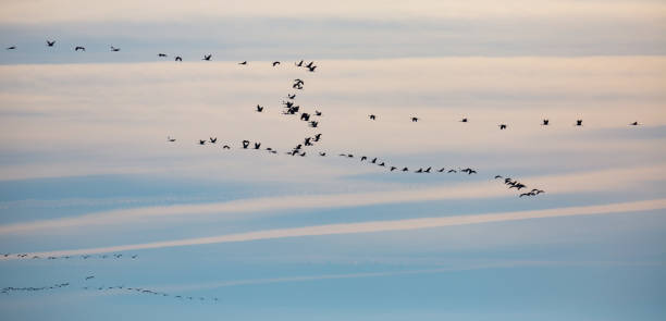 istock Flock of cranes flying 1219954039