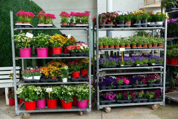 istock Blooming potted flowers on racks in store 1219954076