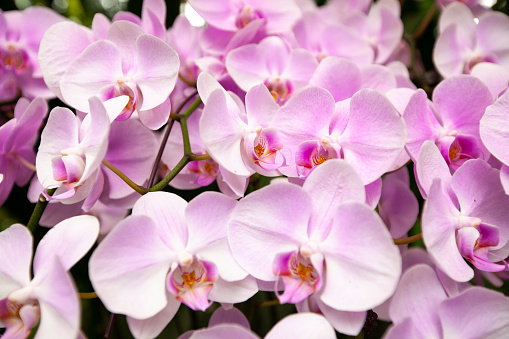 Close-up of pink orchids