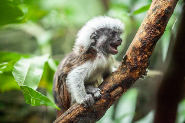 A baby Geoffroy's tamarin in a rainforest tree in Panama.\n\nThe Geoffroy’s tamarin (Saguinus geoffroyi), is a small monkey found in Panama and Colombia that spends most of its time in trees. This monkey has a small body and a long tail spanning 12-15 inches (314-400 millimeters) that is not prehensile. Geoffroy’s tamarins eat a wide variety of foods, from insects to fruit, as well as exudates.