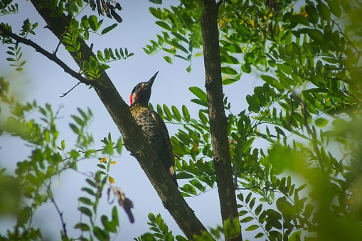 Green-barred woodpecker (Colaptes melanochloros), perched on a branch in a forest in San Luis, Argentina.