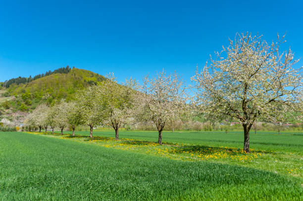 istock Landscape with flowering fruit trees near Ortenberg 1219958347