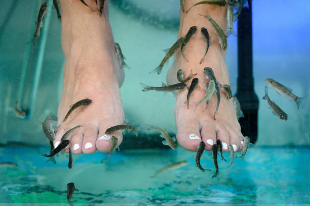 istock fish spa in an aquarium close-up 1219960812