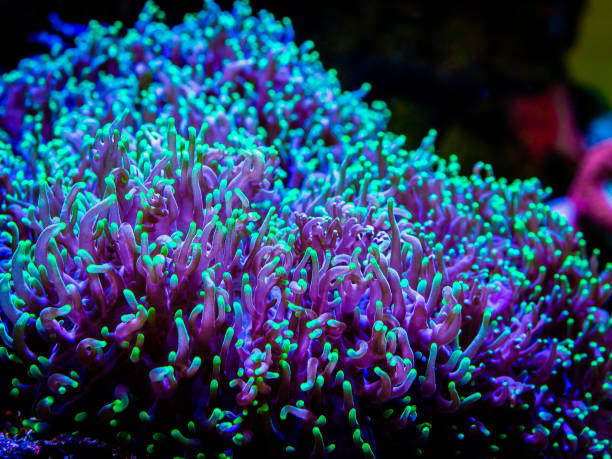 green rhodactis in a reef tank macro close up (soft coral)