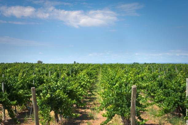 istock Grapevine rows at a winery estate in Mendoza, Argentina. Agricultural activity, wine making background. 1219963495