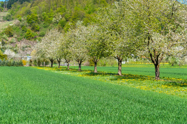 istock Landscape with flowering fruit trees near Ortenberg 1219963946