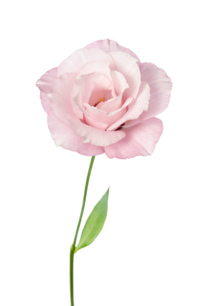 istock Beautiful Eustoma flower isolated on white background 1219964238