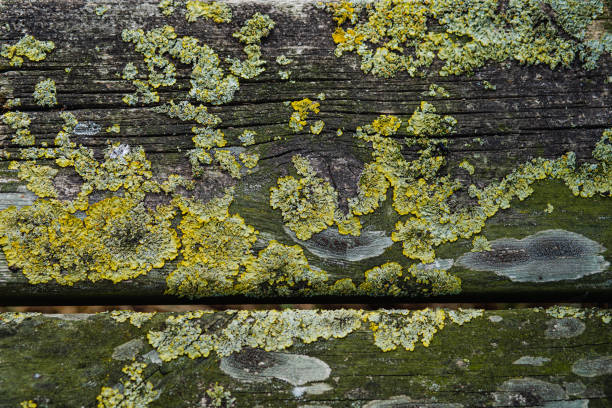 A wooden bark with green moss on it, a wet wooden bench