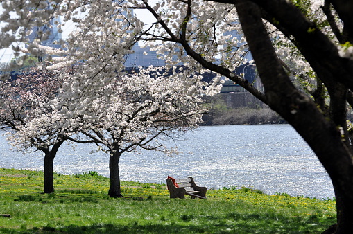 A springtime view of a park bench framed by blooming cherry trees along the Schuylkill River in Philadelphia, PA
