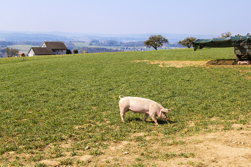 A small pig walking in open land pig farm - field-grown pigs are healthy agricultural products
