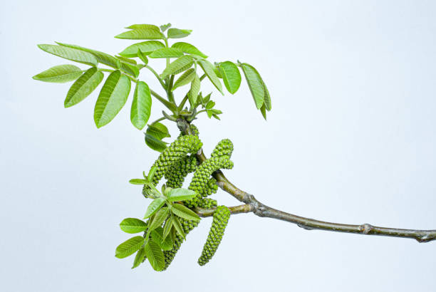 Spring sprigs with catkins of walnut tree on white isolated background