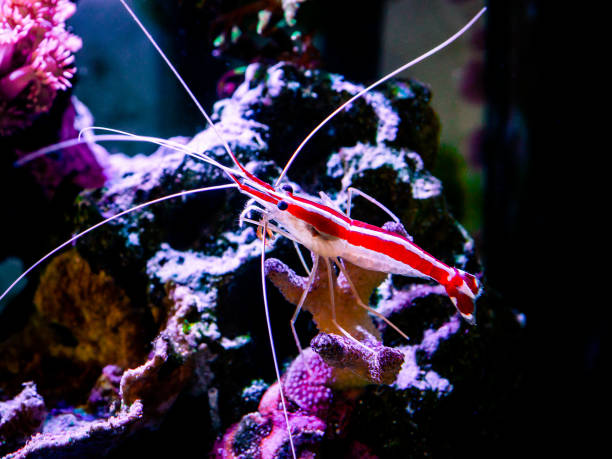 istock Pacific cleaner shrimp (Lysmata amboinensis) on a reef tank 1219968491