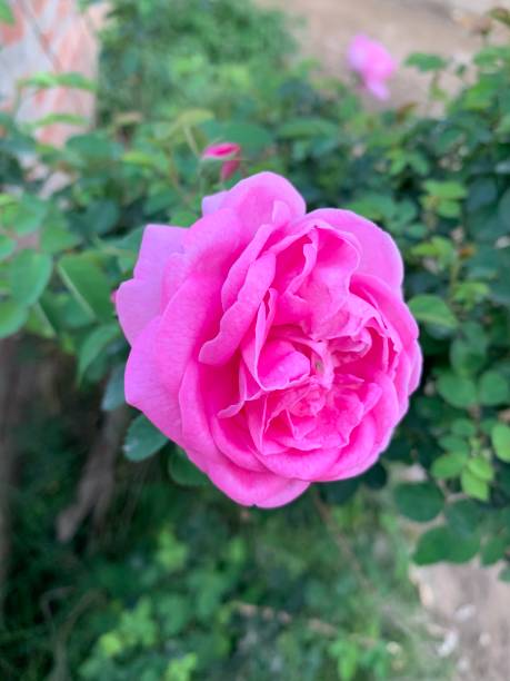 istock Pink rose is real beauty 1219970466