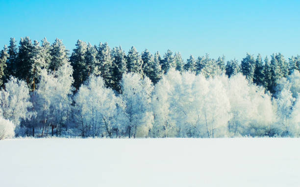 istock Winter snow forest background Landscapes and cold nature snowy trees 1219970687